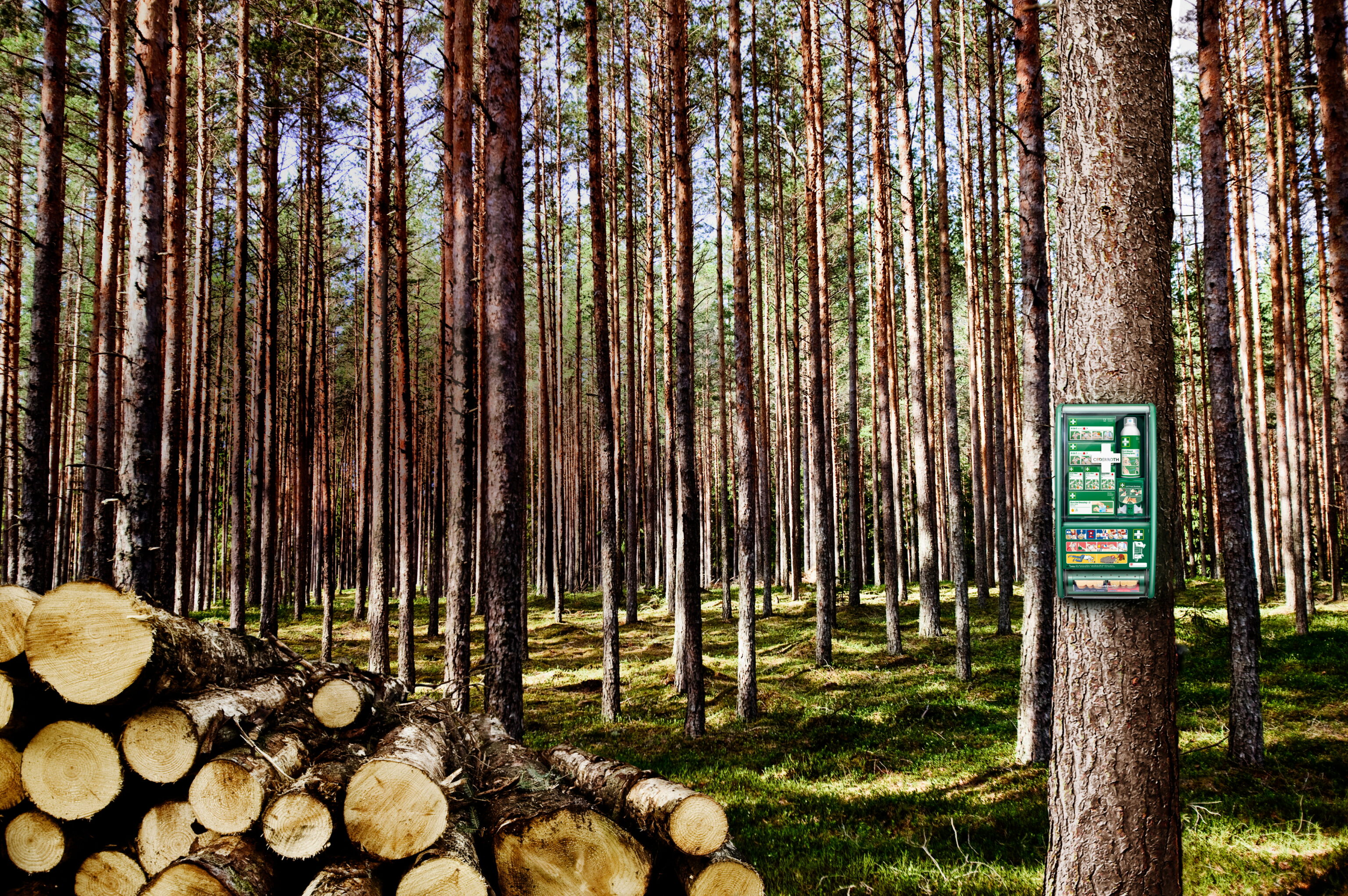 Une forêt de pins avec un sol couvert de mousse. À gauche, des rondins de bois empilés et à droite, une boîte verte fixée à un arbre contenant des instructions et du matériel illustrés.